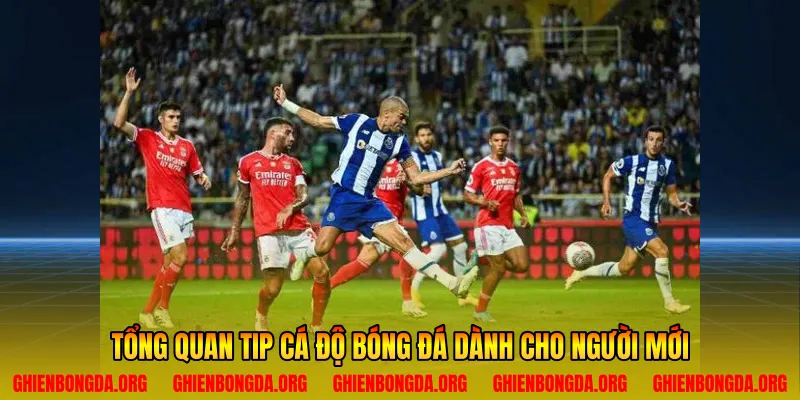 Tổng quan tip cá độ bóng đá dành cho người mới